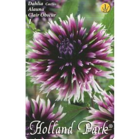 Dália virághagyma, gumó, Alauna Clair Obscur