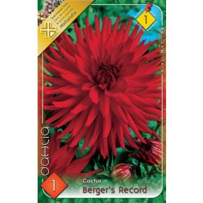 Dália virághagyma, gumó Berger