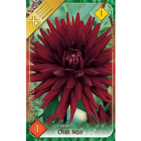 Dália virághagyma, gumó, Chat Noir