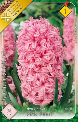 Jácint virághagyma, gumó Hyacinthus Pink Pearl