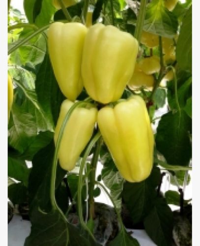 Paprika Bernita F1 10 szem
