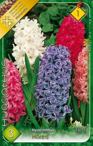 Jácint virághagyma, gumó Hyacinthus Mixed