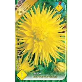 Dália virághagyma, gumó, Kennemeerland