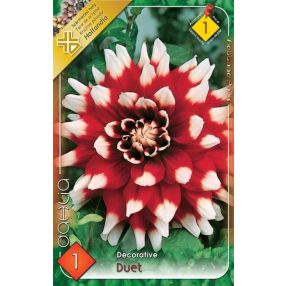 Dália virághagyma, gumó, Duet