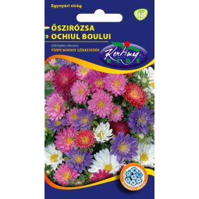 Őszirózsa Törpe bokros színkeverék