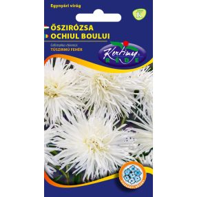 Őszirózsa Tűszirmú fehér