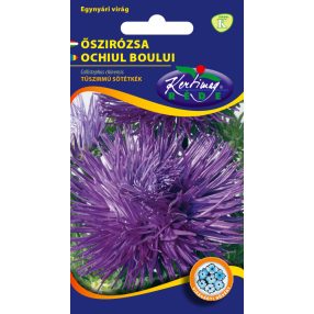 Őszirózsa Tűszirmú kék