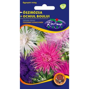 Őszirózsa Tűszirmú színkeverék