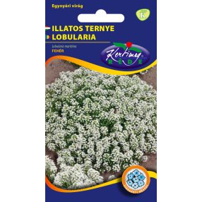 Illatos ternye Lobularia maritima fehér