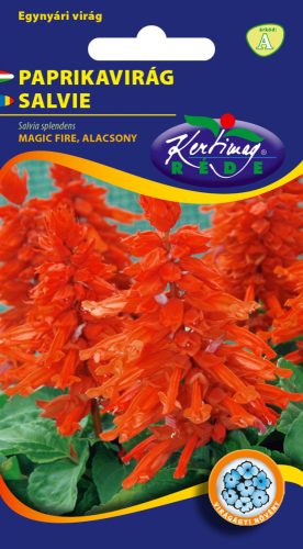 Paprikavirág Salvia splendens Magic fire alacsony***