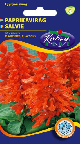 Paprikavirág Salvia splendens Magic fire alacsony