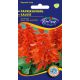 Paprikavirág Salvia splendens Magic fire alacsony