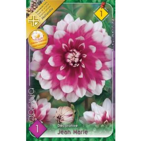 Dália virághagyma, gumó, Jean Marie