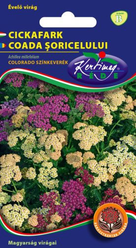 Cickafark Achillea millefolium színkeverék
