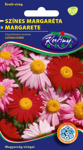 Színes margaréta Chrysanthemum coccineum színkeverék