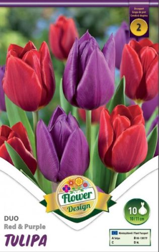 Tulipán virághagyma, gumó Duo Double Red + Purple