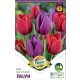 Tulipán virághagyma, gumó Duo Double Red + Purple