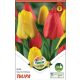 Tulipán virághagyma, gumó Duo Red + Yellow