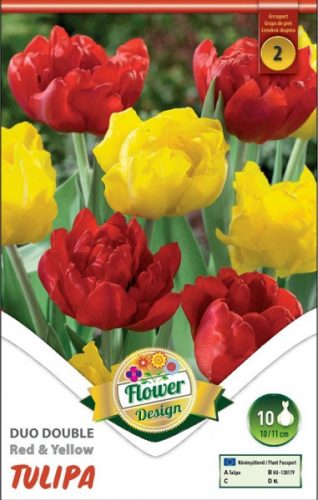 Tulipán virághagyma, gumó Duo Double Red + Yellow