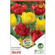 Tulipán virághagyma, gumó Duo Double Red + Yellow