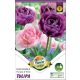 Tulipán virághagyma, gumó Duo Double Purple + Pink