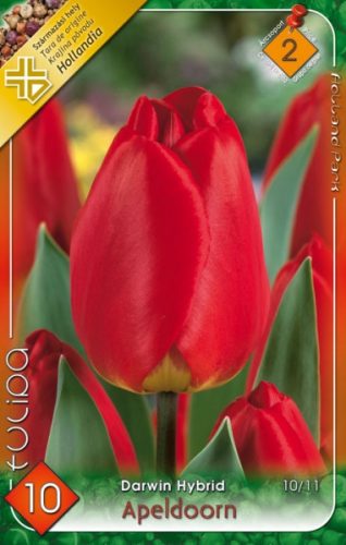 Tulipán virághagyma, gumó Apeldoorn