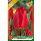 Tulipán virághagyma, gumó Apeldoorn