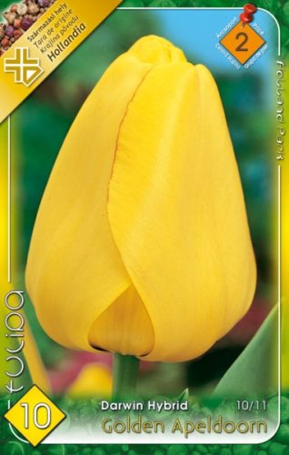 Tulipán virághagyma, gumó Golden Apeldoorn