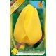 Tulipán virághagyma, gumó Golden Apeldoorn
