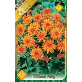 Dália virághagyma, gumó, Autumn Fairy