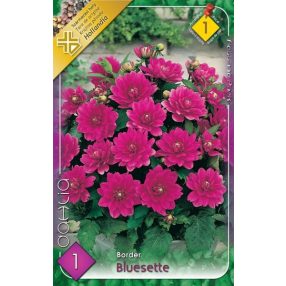 Dália virághagyma, gumó, Bluesette