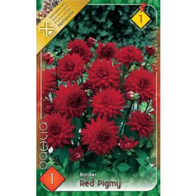 Dália virághagyma, gumó, Red Pigmy