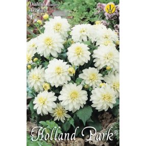 Dália virághagyma, gumó, Art Fair