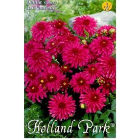 Dália virághagyma, gumó, Art Nouveau