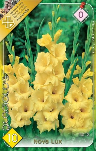 Kardvirág virághagyma, gumó, Gladiolus Nova Lux
