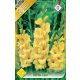 Kardvirág virághagyma, gumó, Gladiolus Nova Lux