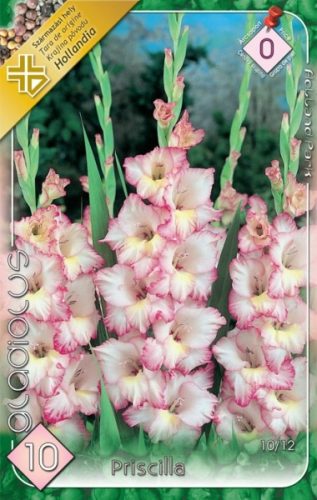 Kardvirág virághagyma, gumó, Gladiolus Priscilla