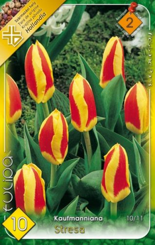 Tulipán virághagyma, gumó Stresa