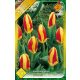 Tulipán virághagyma, gumó Stresa