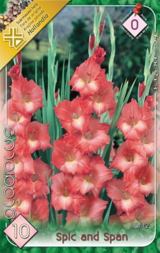 Kardvirág virághagyma, gumó, Gladiolus Spic and Span