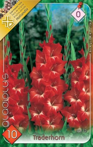 Kardvirág virághagyma, gumó, Gladiolus Traderhorn