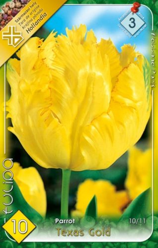 Tulipán virághagyma, gumó Texas Gold