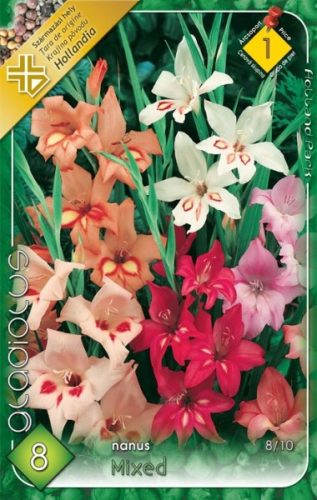 Kardvirág virághagyma, gumó, Gladiolus nanus