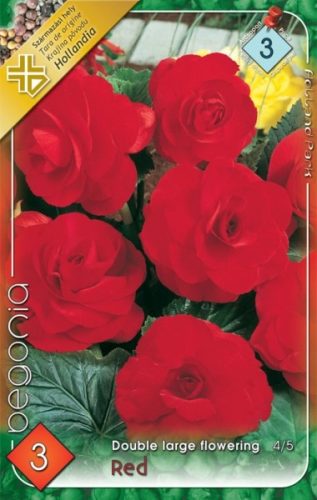 Begonia virághagyma, gumó, nagyvirágú piros