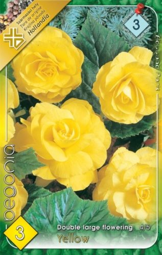 Begonia virághagyma, gumó, nagyvirágú sárga