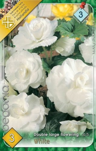 Begonia virághagyma, gumó, nagyvirágú fehér