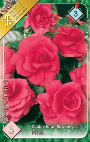 Begonia virághagyma, gumó, nagyvirágú rózsaszín