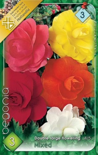 Begonia virághagyma, gumó, nagyvirágú színkeverék