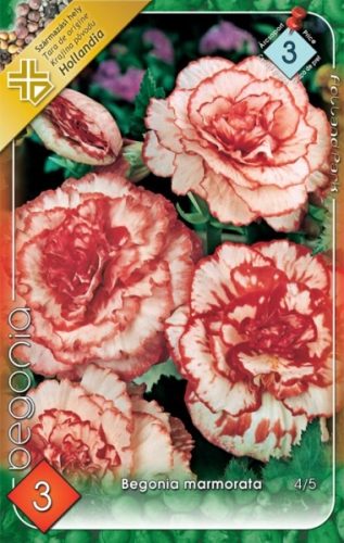 Begonia virághagyma, gumó, Marmorata