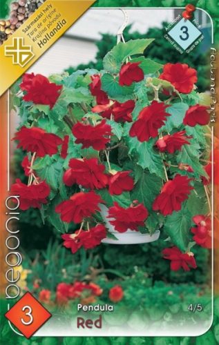 Begonia virághagyma, gumó, Pendula piros